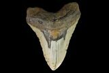 Huge, Fossil Megalodon Tooth - North Carolina #124941-1